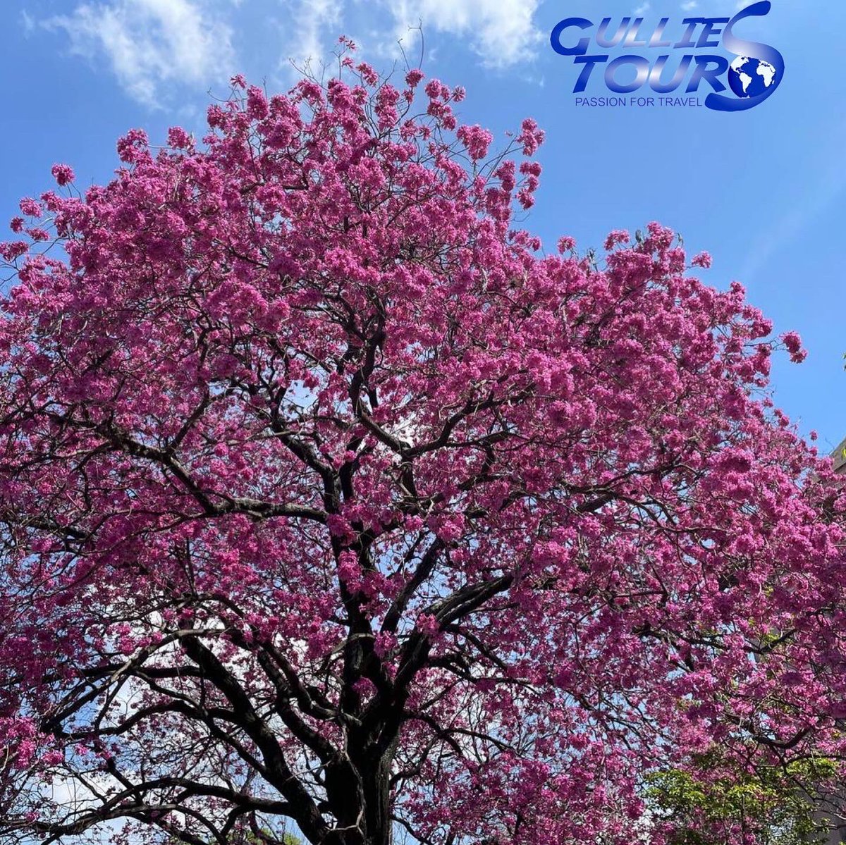 GulliesTours's tweet photo. Spring with its bright colors is here in Buenos Aires, starting a succession of flowering of different species that beautify the city even more. The #lapacho tree and its pink flowers are awesome! 
Discover #BuenosAires and #Argentina with Gullies Tours! We bring you everywhere! https://t.co/GLGMzHtupa