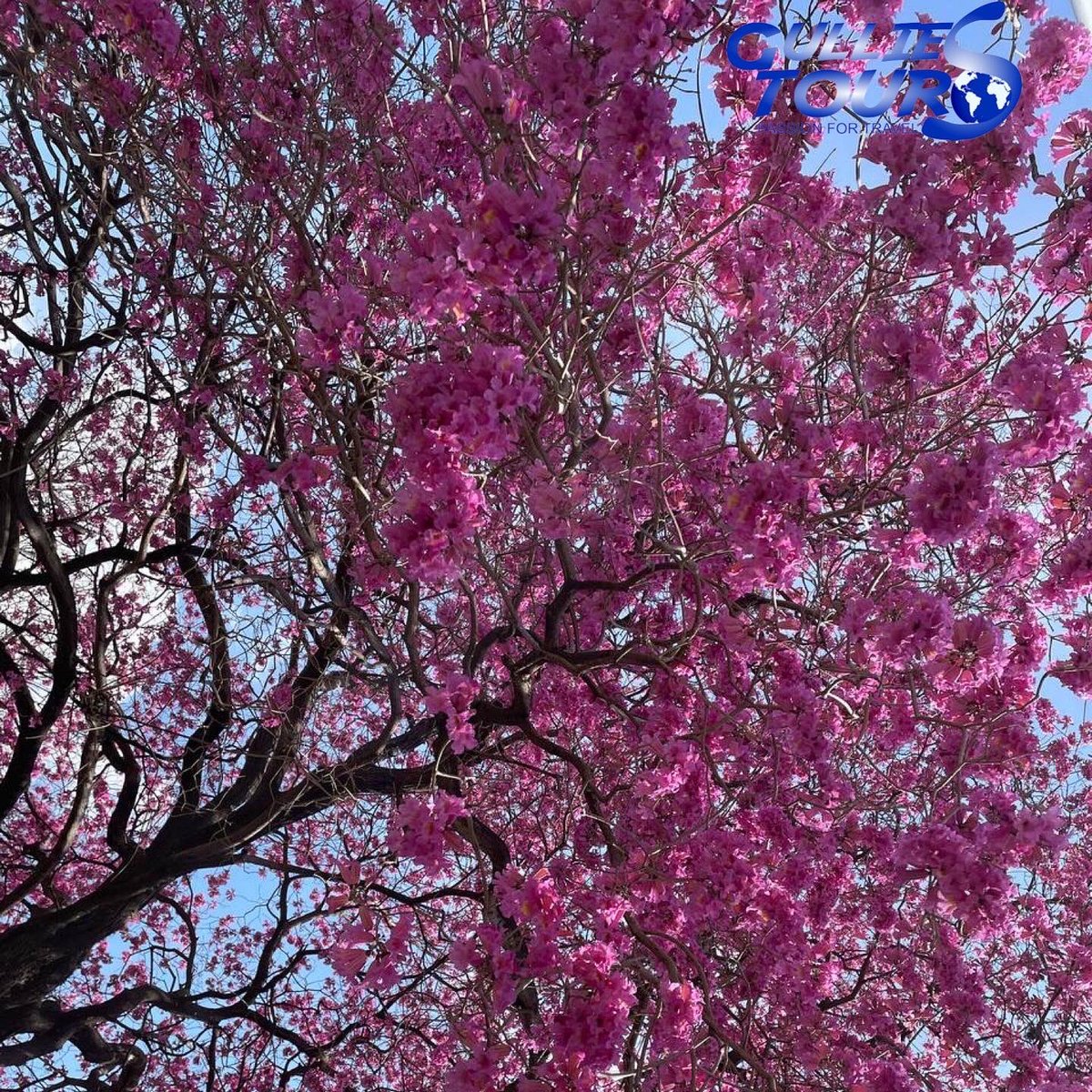 GulliesTours's tweet photo. Spring with its bright colors is here in Buenos Aires, starting a succession of flowering of different species that beautify the city even more. The #lapacho tree and its pink flowers are awesome! 
Discover #BuenosAires and #Argentina with Gullies Tours! We bring you everywhere! https://t.co/GLGMzHtupa