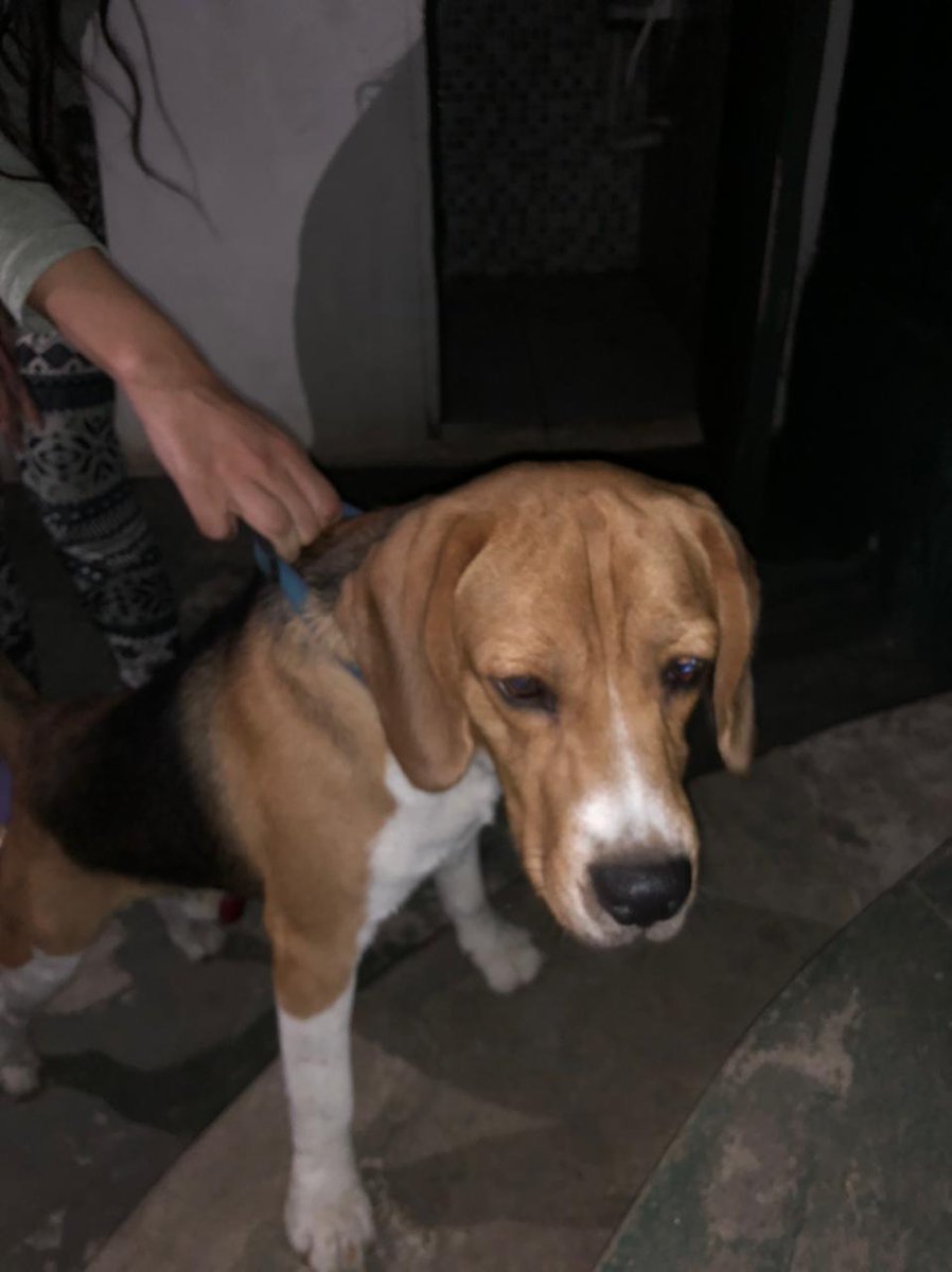Perro perdido, le tienen en una casa en 15 de agosto entre 3ra y 4ta; si son los dueños o los conocen, me escriben y les comunico con los que lo tienen.