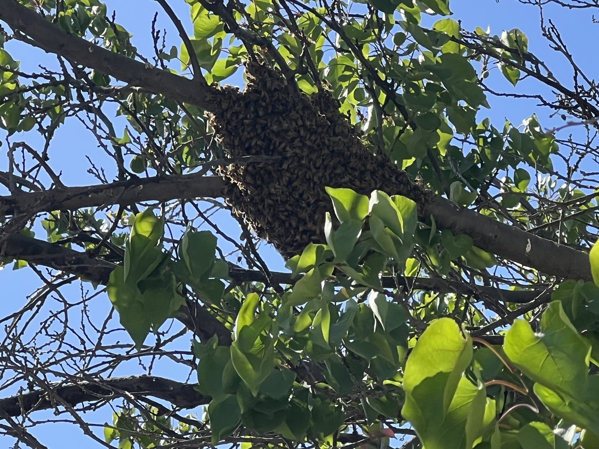 ccorreahe's tweet photo. @sagchile estimados ..hace unos minutos se instaló un grupo de abejas en mi casa ..utilizaron uno de los árboles… están muy tranquilas .. y yo feliz de verlas descansar ..que podemos hacer por ellas ?…al parecer van viajando https://t.co/rGhyMv3Jfw