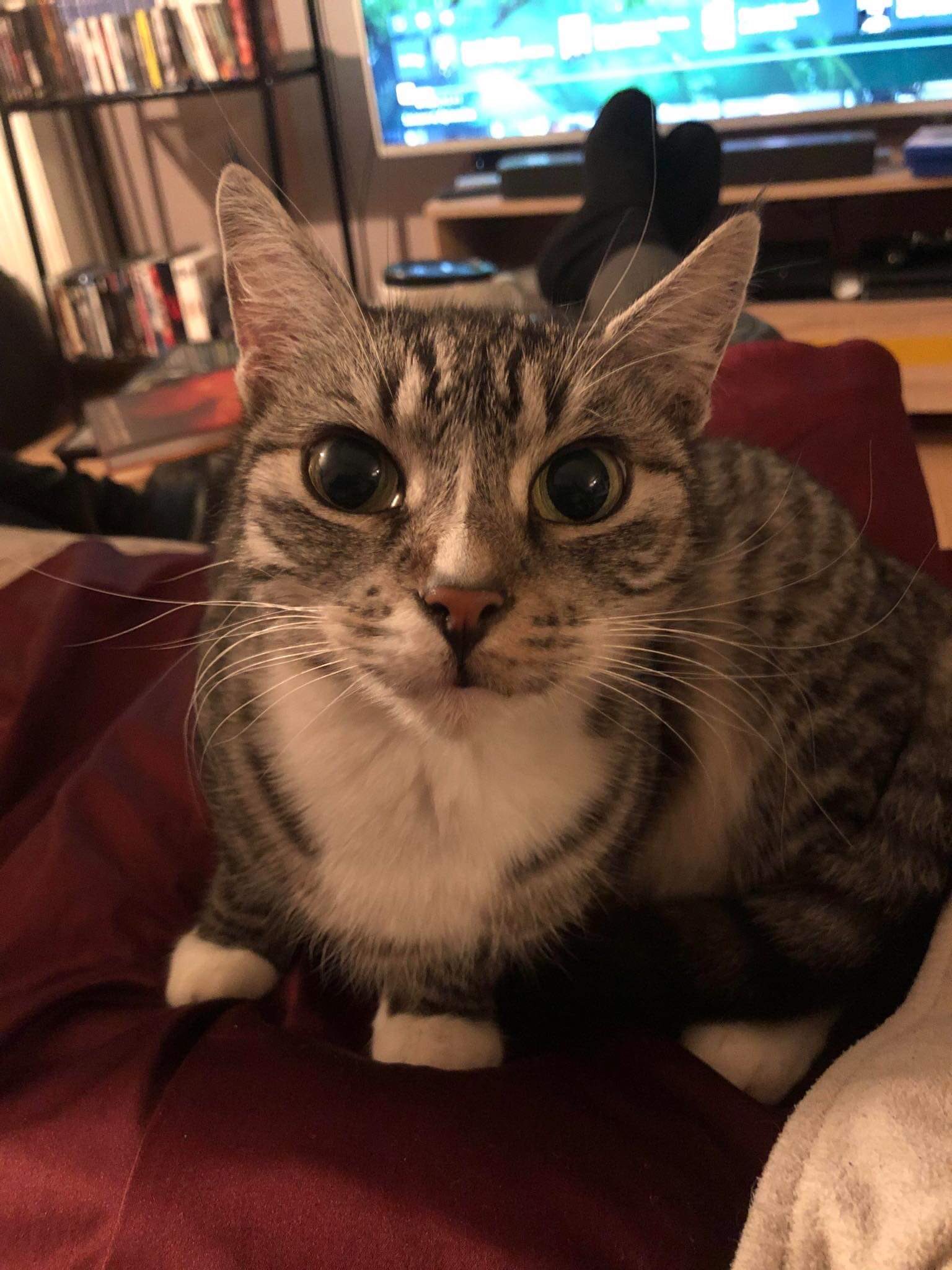 le coin de Mikalouche on Twitter "Mikofficiel Vu comme ça, moi aussi je montre ma chatte 😅