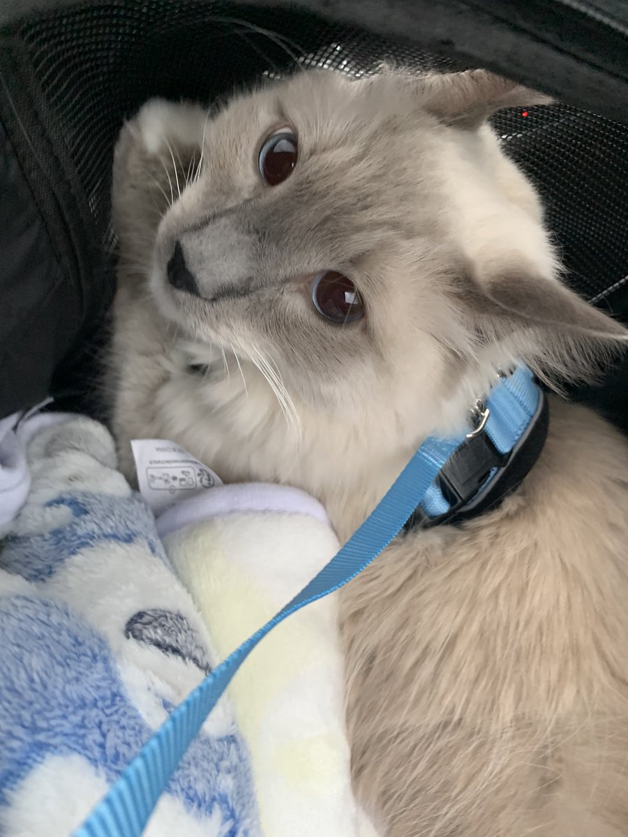 あいり 222 Twins Twitter あいり 222 Twins Twitter