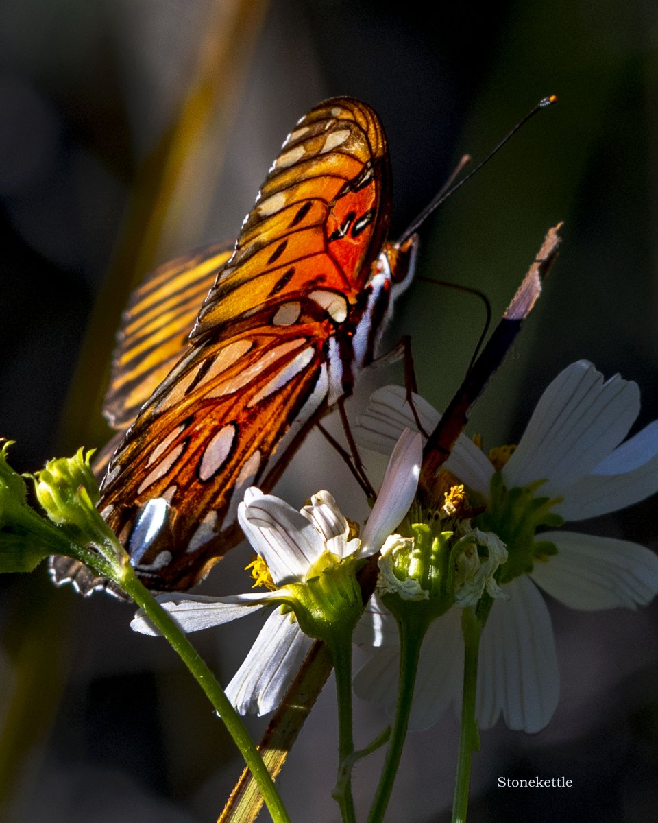 A gulf fritillary. Stained glass illuminated by the morning sun. Gulf Island National Seashore, near Fort Pickens. 3/3