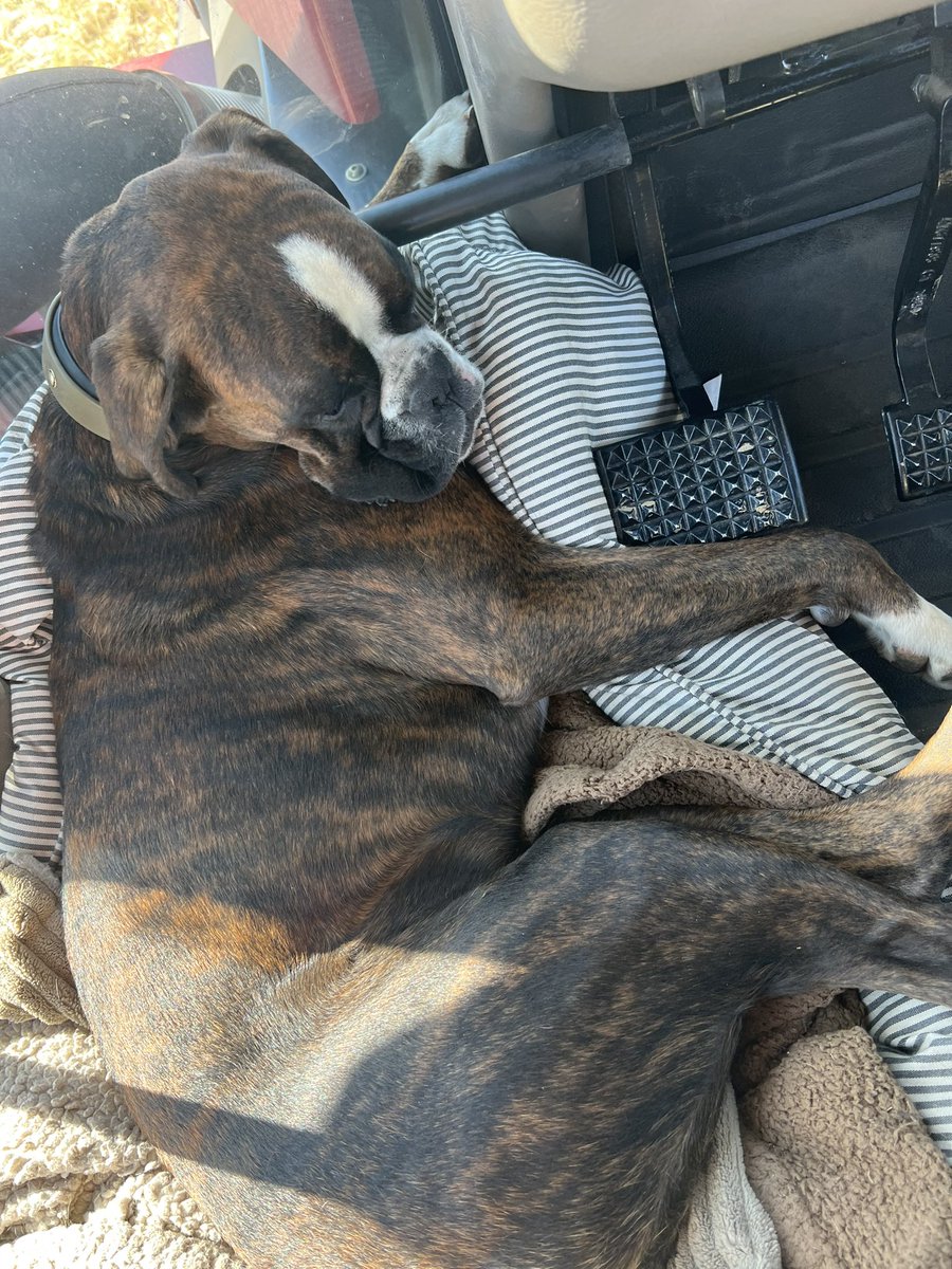 kimkkeller's tweet photo. When you’re a #farmdog and everyday is both a work day and a snooze day #cartdog https://t.co/Rwco6vbE8J