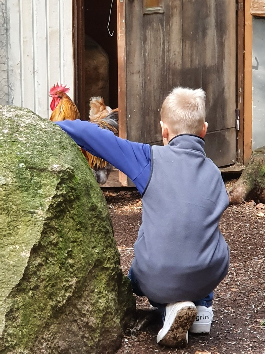 Käytiin tänään pienemmän pojan kanssa tutustumassa the Kukkoon ja hänen kanasiinsa 😅 On mulla rohkea poju kun kukollekin yritti kädestä tarjoten antaa luumuja. #retkimaalle