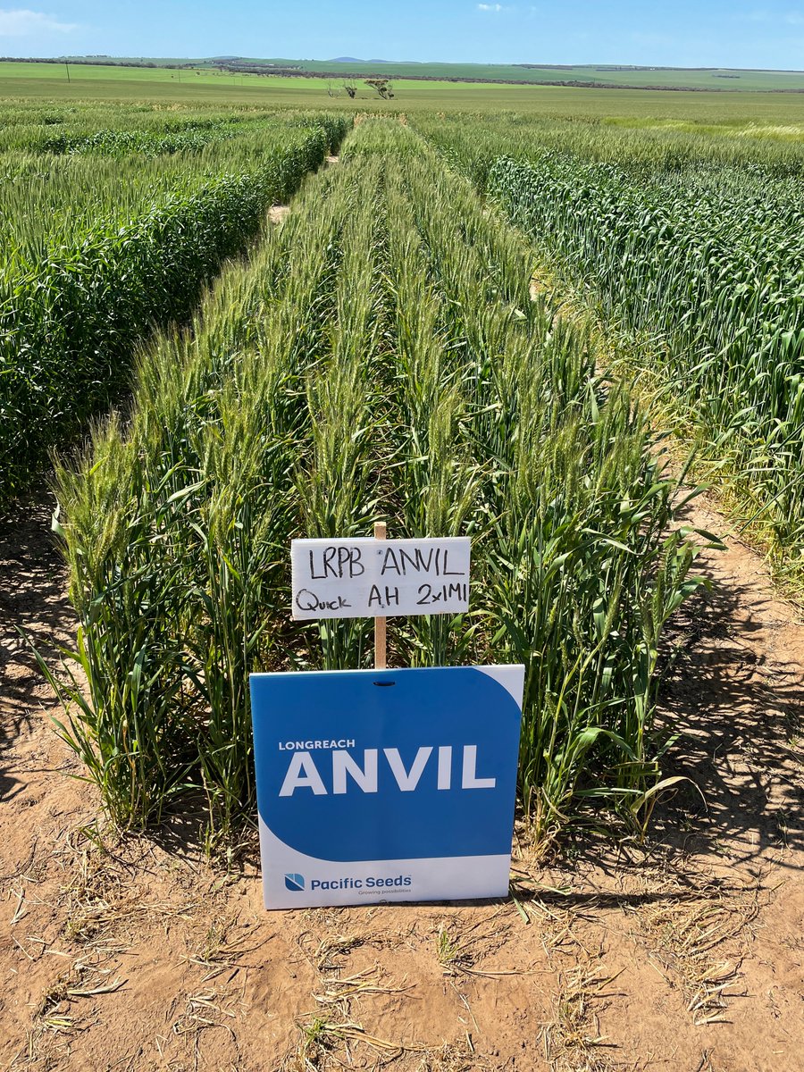 The NEW LongReach Anvil CL Plus Wheat variety looking great in South Australia's Upper Eyre Peninsula during the recent EP AG n FERT Field Day. #pacificseeds #wheat @WheatCol @hurgl1 @BreedersPlant