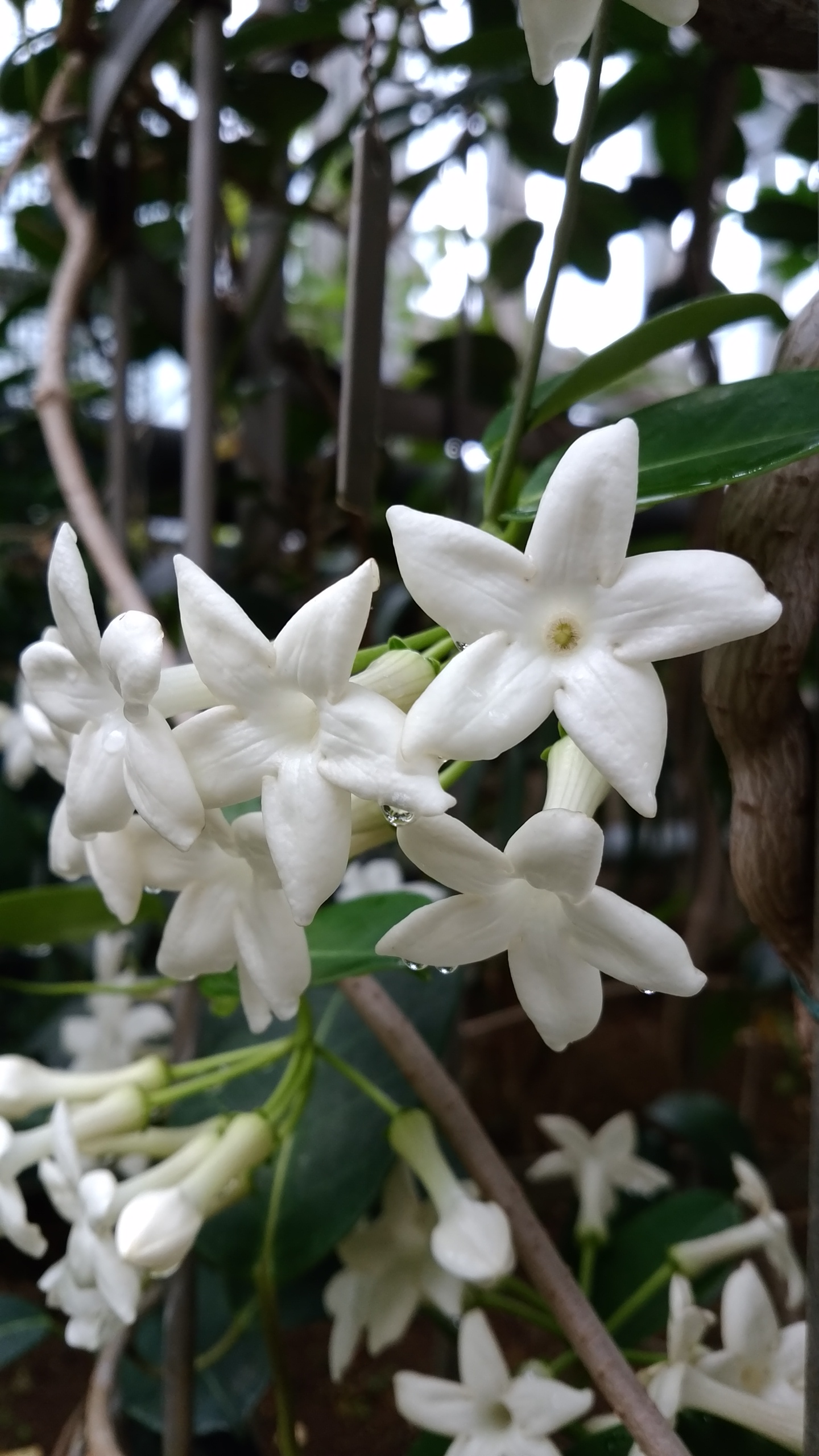 茉莉花茶 Twitter Bilaketa Twitter