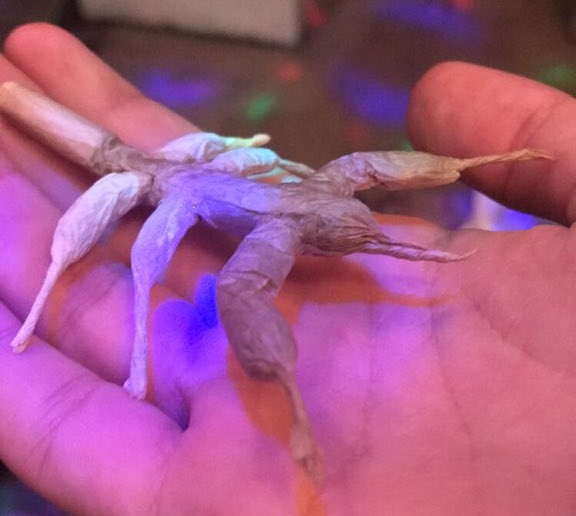 Elparaguayo1231's tweet photo. El porro escorpión https://t.co/SCwpwj3SHg