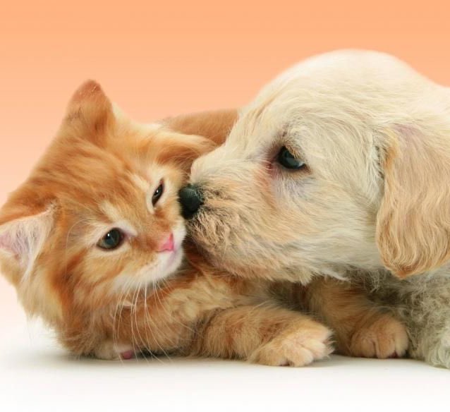 georgecatfound's tweet image. 