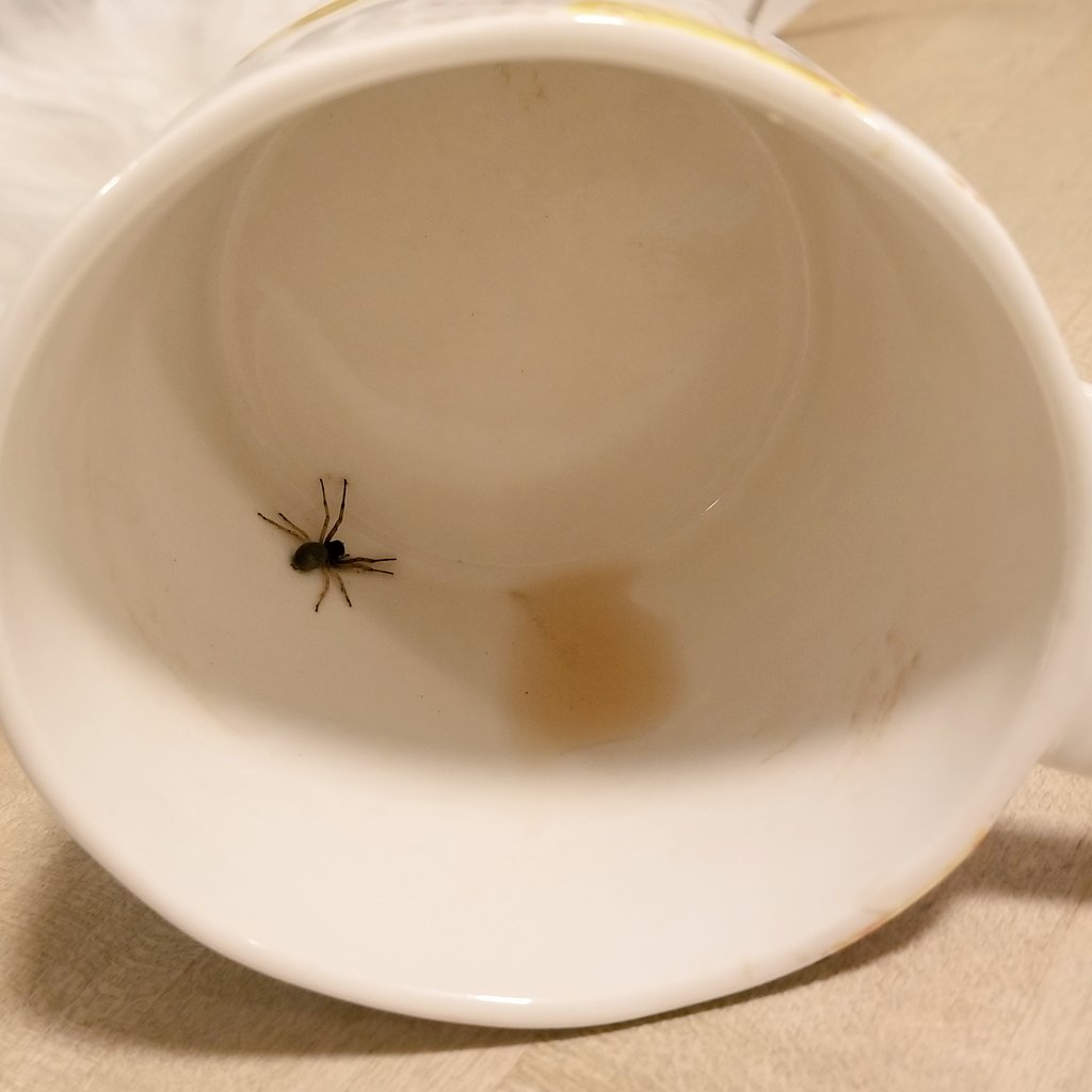 RemakingMonica's tweet photo. Having my decaf tea tonight while I work. But am I taking prioritizing protein a little too far? 😂🕷

#ProteinUp #Gahhhhh https://t.co/HJHIoQxzqI