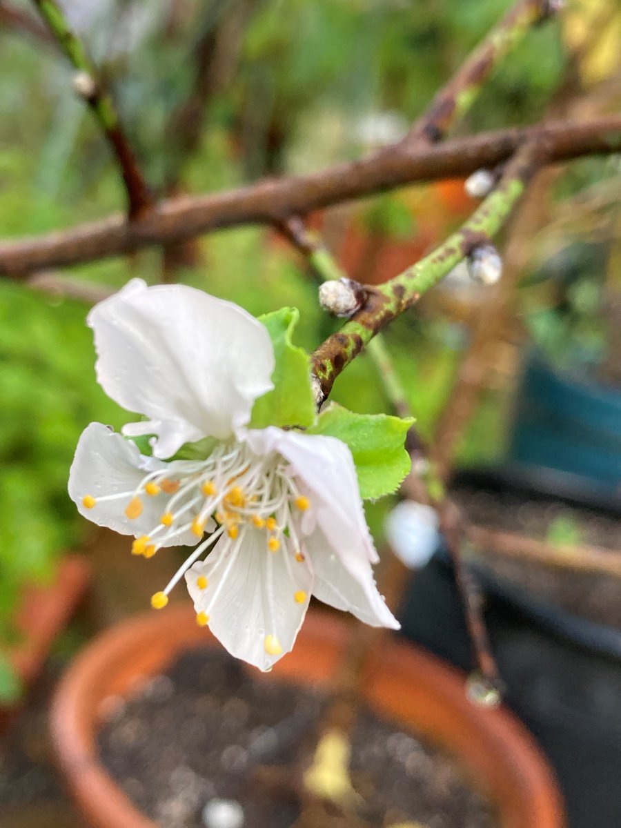 leroiboit's tweet photo. アーモンドの花が、今頃開花してしまった…。 https://t.co/loCJOVcgiA