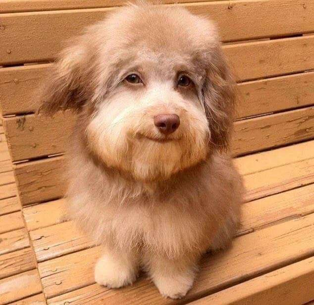Kirbypopstar24's tweet photo. BRO LOOKS LIKE THE FUCKED UP DOG 💀💀💀💀💀💀💀💀💀PUT THE MASK BACK ON #dreamfacereveal https://t.co/7GdBvc4oiH