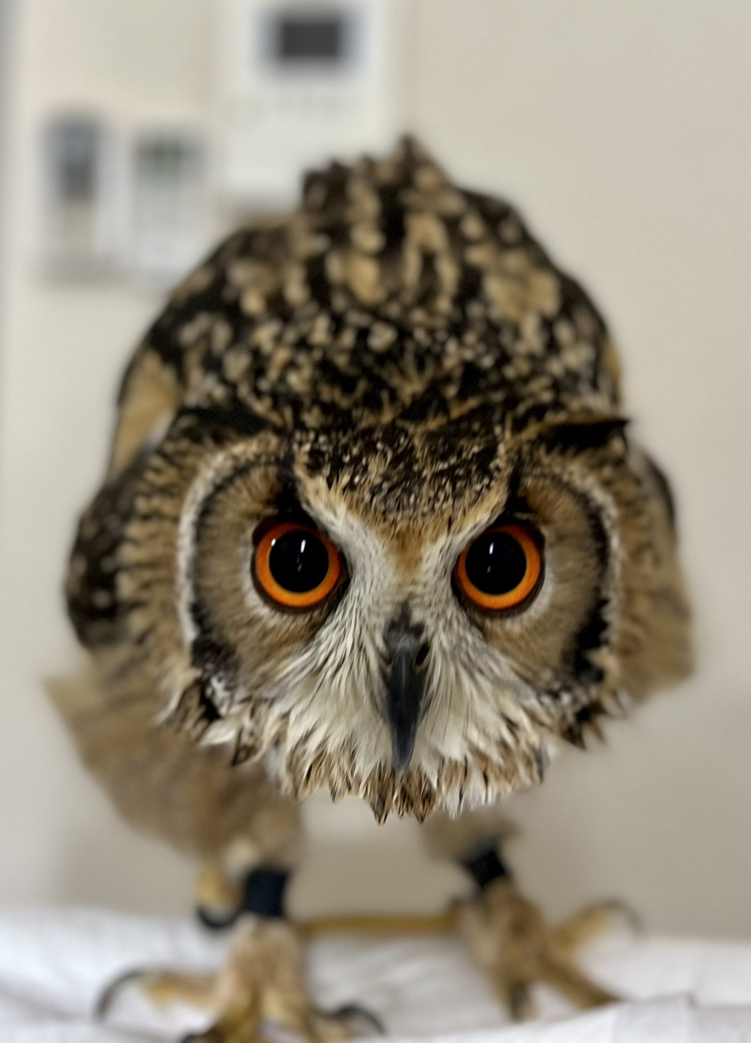 新品 オストハイマー 大フクロウ