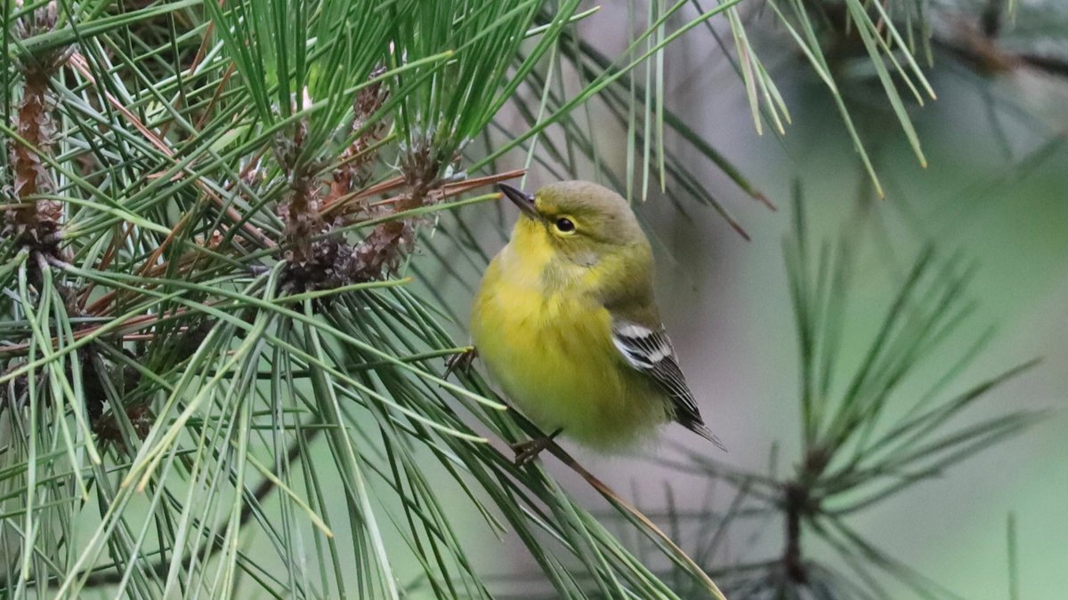 Confusing fall warbler identification is so much easier when the birds hang out in their namesake trees. Pine warblers aplenty today in the Central Park Pinetum #birdcpp