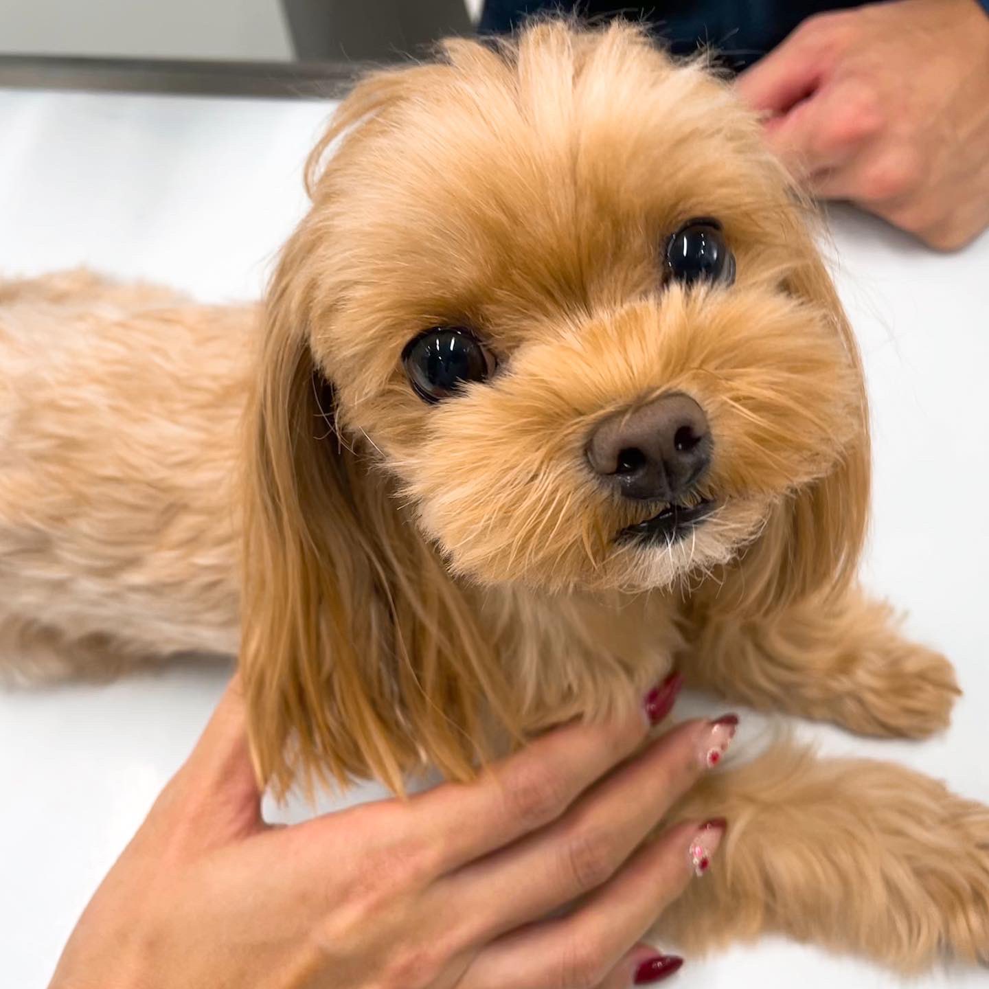 マルプー ミルキー Malpoo Milky Twitter