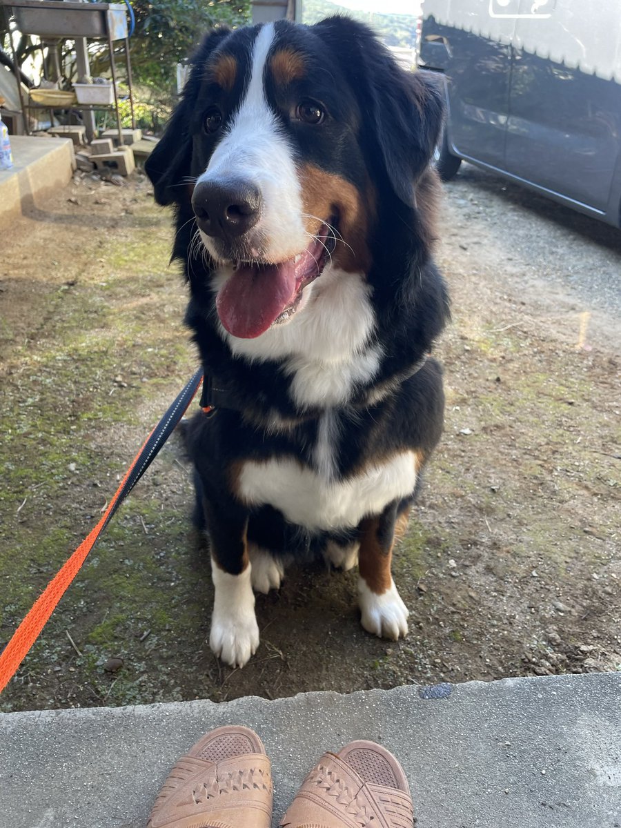 はじめの稲刈り🌾

＃バーニーズマウンテンドッグ