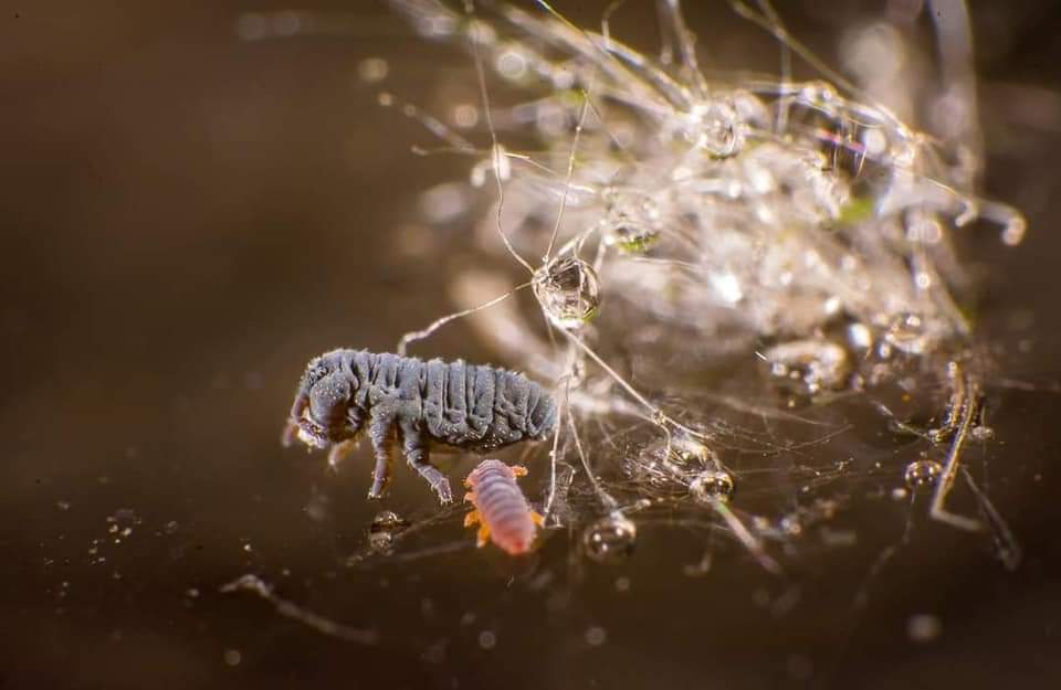 EJPSOIL's tweet photo. In #soilanimaldays we would like to draw your attention to the important role of soil-dwelling animals. The hidden world of soil fauna was revealed in our programme at @soil_sciences @bodemdieren #soilhealth @EJPSOIL #MissionSoil #soillife https://t.co/9V1jfCSKxc
