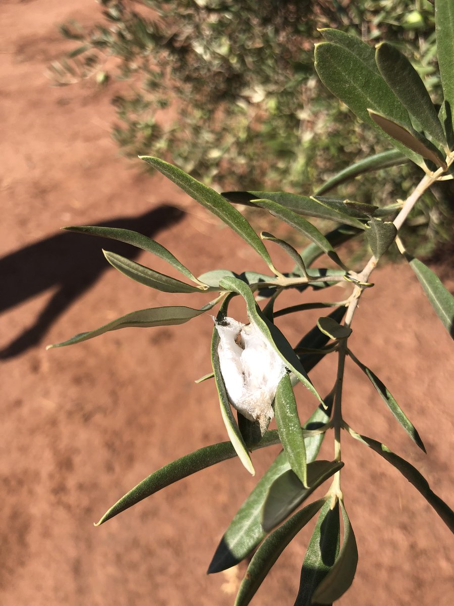 #olivartradicional # Aove, olivar integrado, olivar vivo . La araña es una depredadora de plagas que afectan al Olivo. #olivarnatural #aove #campo