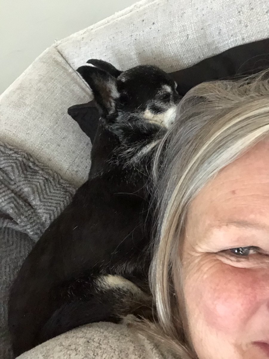 Not gonna lie.  I kinda love having a pillow-sized dog. 

(…and by pillow-sized, I mean a dog who insists on sharing your pillow.) 

#Moose #Chihuahua #NapTime