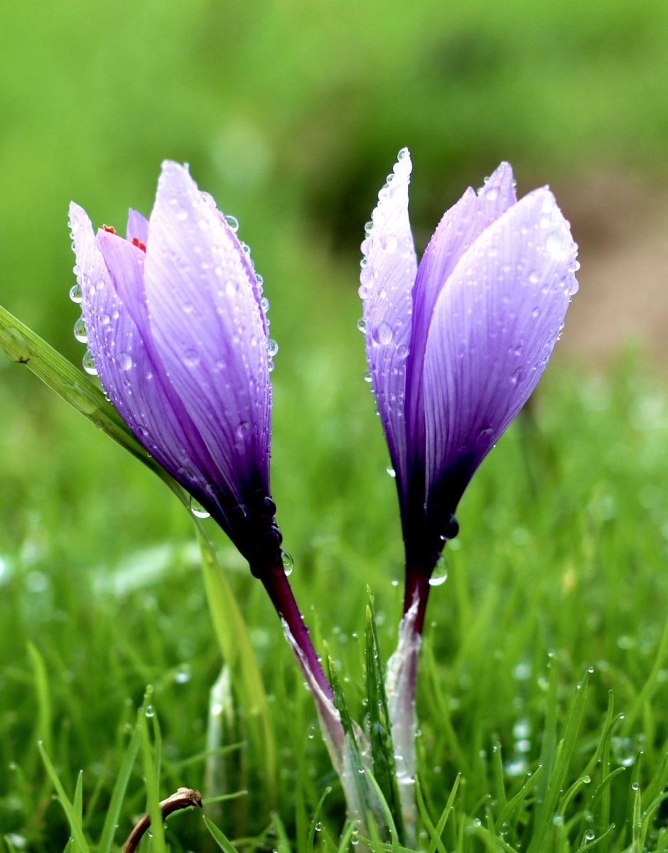 LeSafran08's tweet photo. La floraison continue dans les Ardennes. Elle dure environ un mois et demi. Les fleurs sont cueillies chaque jour et émondées manuellement. 
#safran 
#culturedusafran 
#safrandesardennes 
#safranbio
#agriculturefrance https://t.co/Xb8Pz3oR5Q