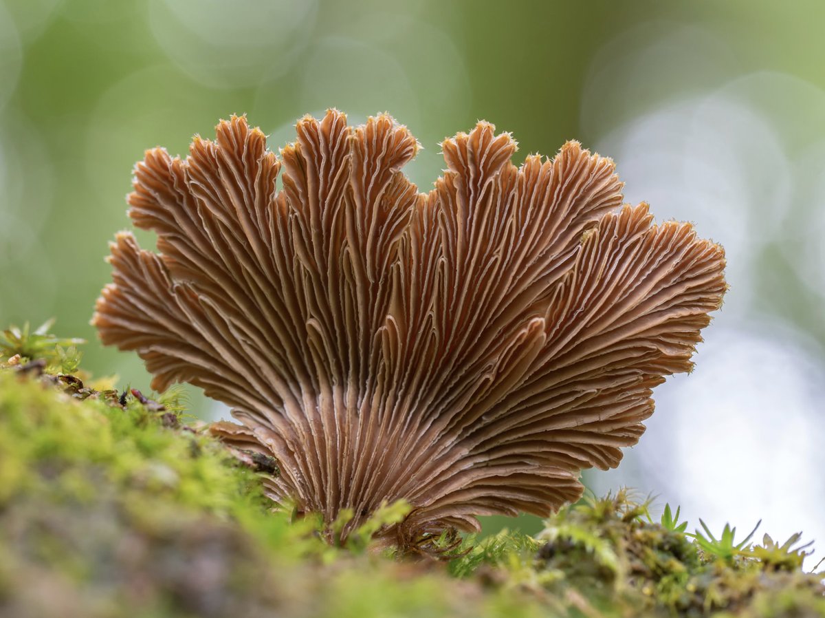 Let's celebrate the weird and wonderful fungi found on our doorsteps – show us what you've seen this season 🍄 📷 Orest | See it on MyOlympus → bit.ly/3BQnPlV OM-D E-M1 Mark II + M.Zuiko 60mm F2.8 1/3s | F4.5 | ISO 400 #FungusPhotography #Macro