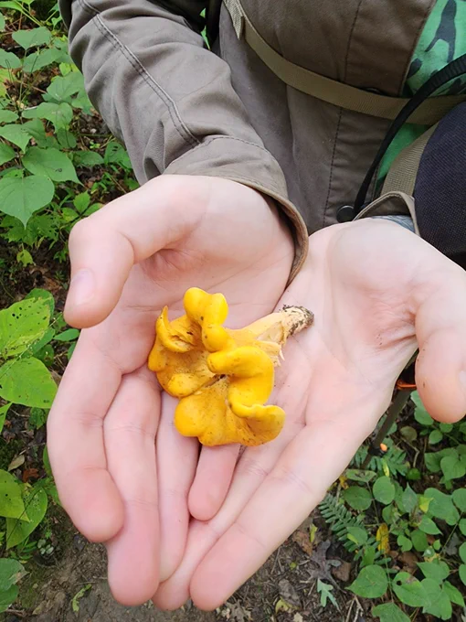 Mushy hunt 