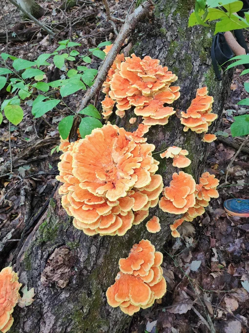 Mushy hunt 