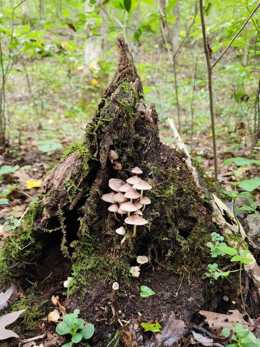 Mushy hunt 