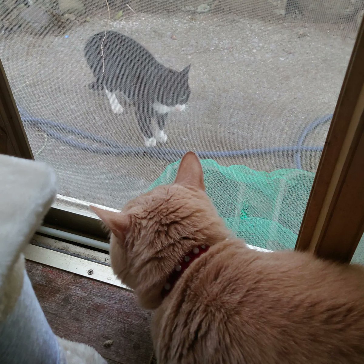good2bnegative's tweet photo. 近所のハチワレちゃんとﾏｰｵﾏｰｵうるさい

#猫 #ネコ #ねこ #cats #cat https://t.co/8d4gfYpx8G