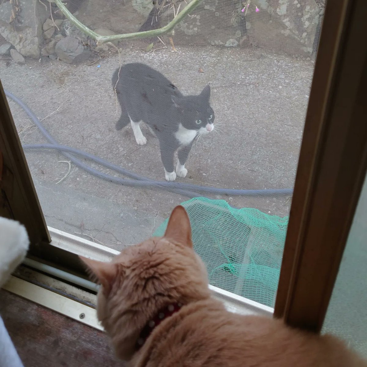 good2bnegative's tweet photo. 近所のハチワレちゃんとﾏｰｵﾏｰｵうるさい

#猫 #ネコ #ねこ #cats #cat https://t.co/8d4gfYpx8G