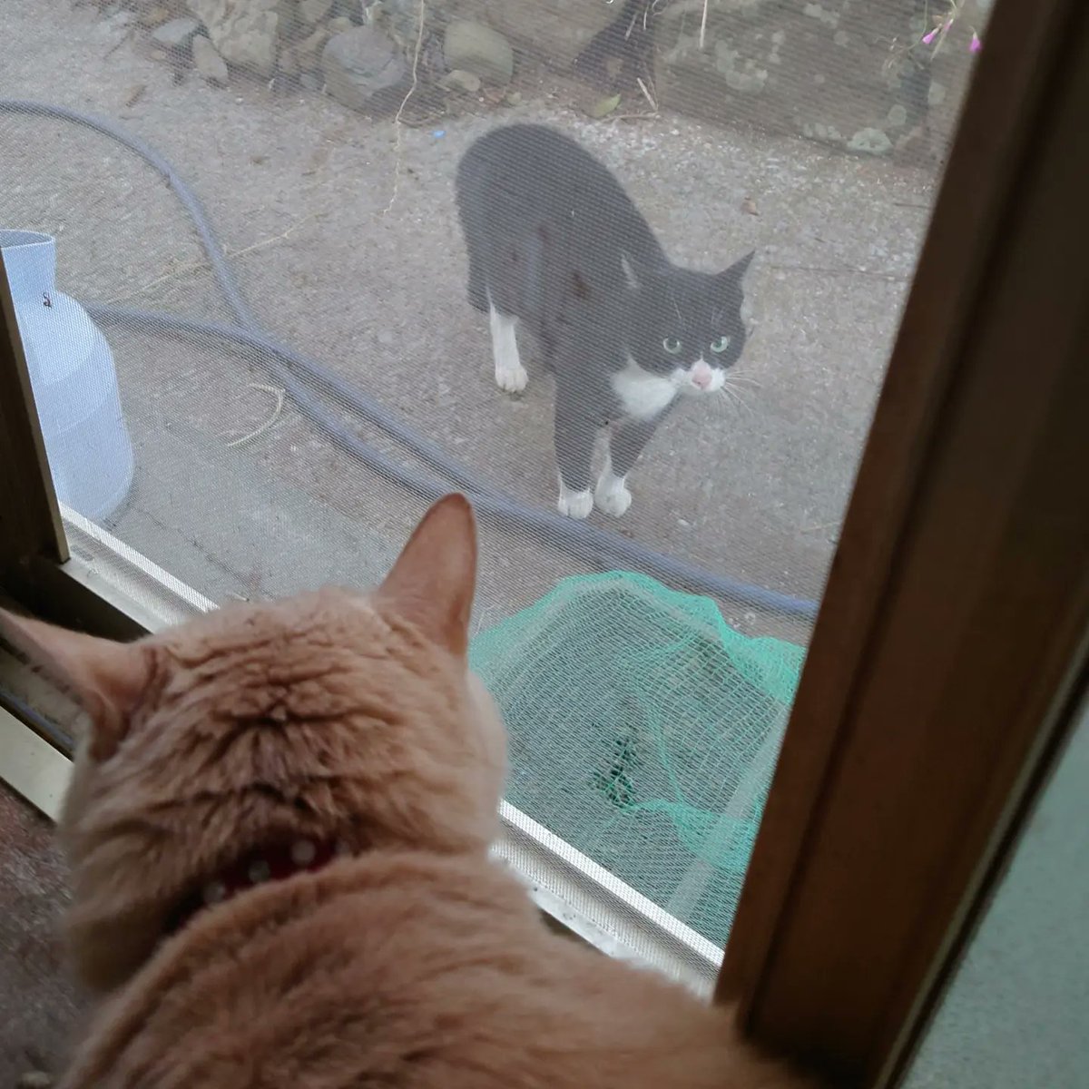 good2bnegative's tweet photo. 近所のハチワレちゃんとﾏｰｵﾏｰｵうるさい

#猫 #ネコ #ねこ #cats #cat https://t.co/8d4gfYpx8G