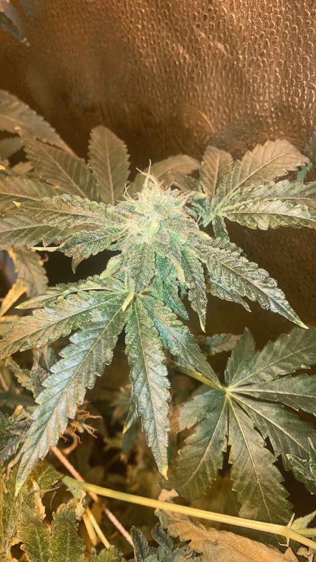 CitiesFinnest's tweet photo. Just About Finished Another with Another Run For The Books 😶‍🌫️😁 #ForbiddenFruit #PurpleKush #Citiesfinnest #Mmemberville #growyourown https://t.co/j09QdWknKW