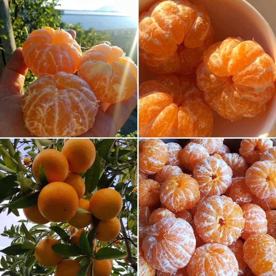 anebiul's tweet photo. Arranca temporada, mi fruta favorita 🍊🍊 https://t.co/sN0aHc8YaC