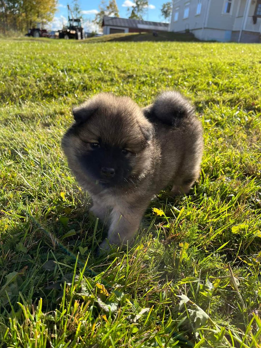 Emma78forlife's tweet photo. Gledes til om 14 dager❤️ #Tyra #eurasier https://t.co/IF5UxLci7K