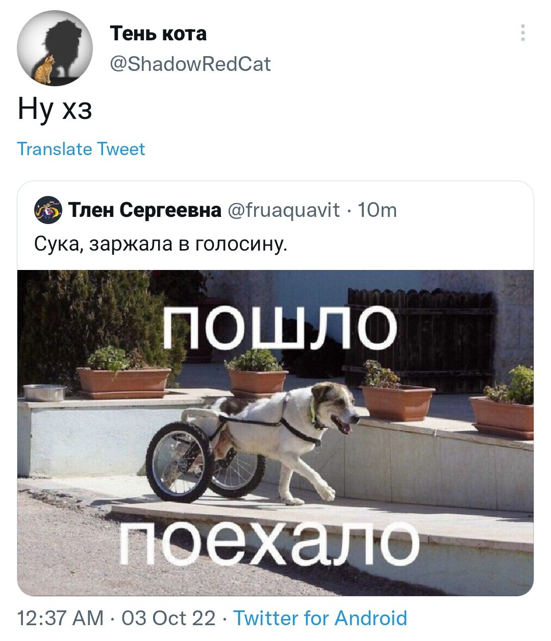 Мем пошло поехало с собакой И меня повело все поехало Ну что поехали картинки