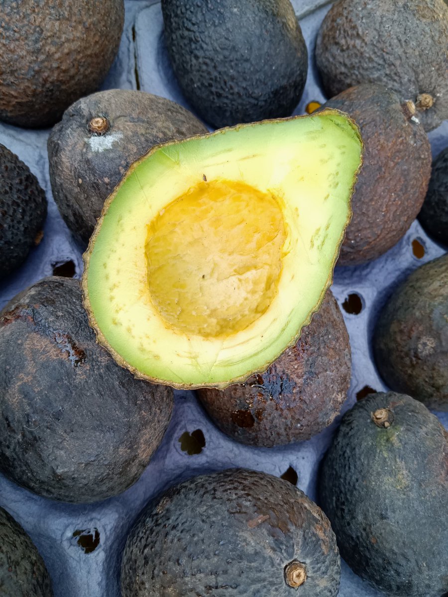 cookiesinheaven's tweet photo. #AvoFest in #Carpinteria today. They go a little crazy about those little green gobs of goodness. But, I can dig it! https://t.co/hoPVJDnHOY