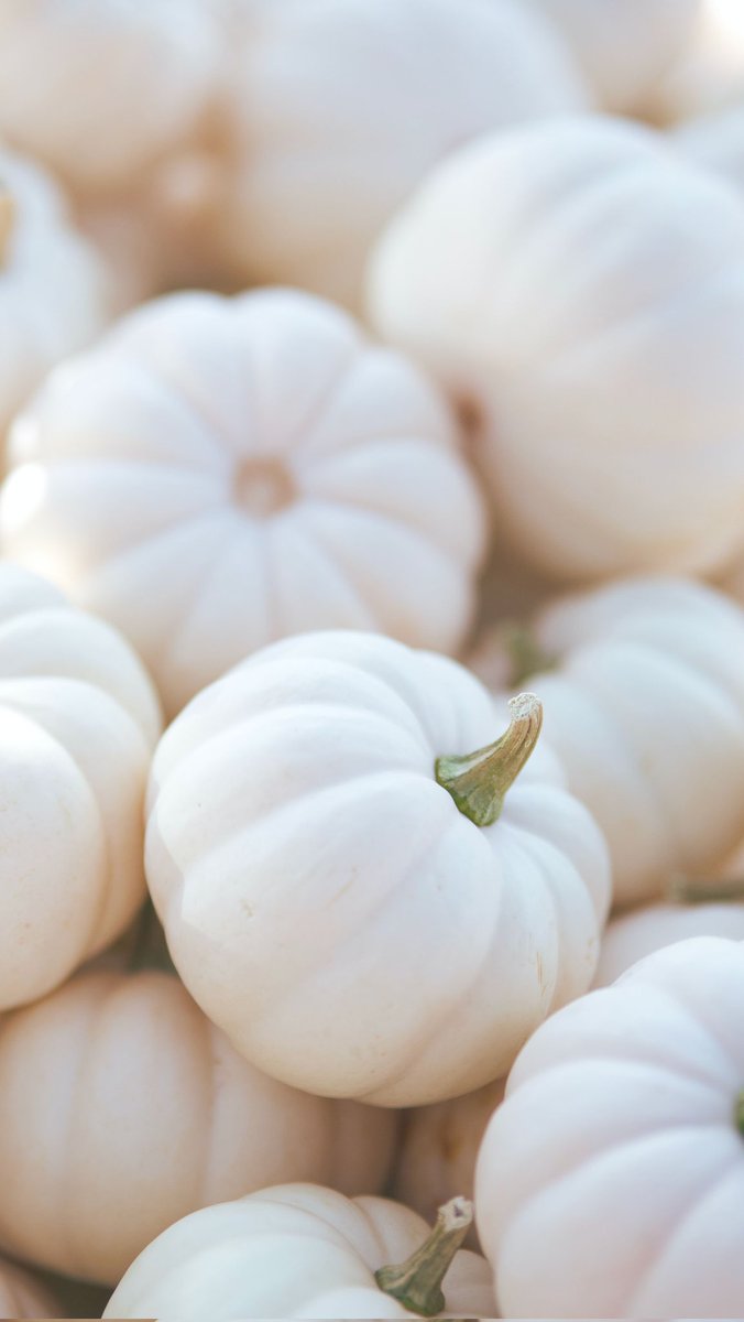 sallywilson72's tweet photo. White pumpkin🎃 https://t.co/jxUzaWoAGT