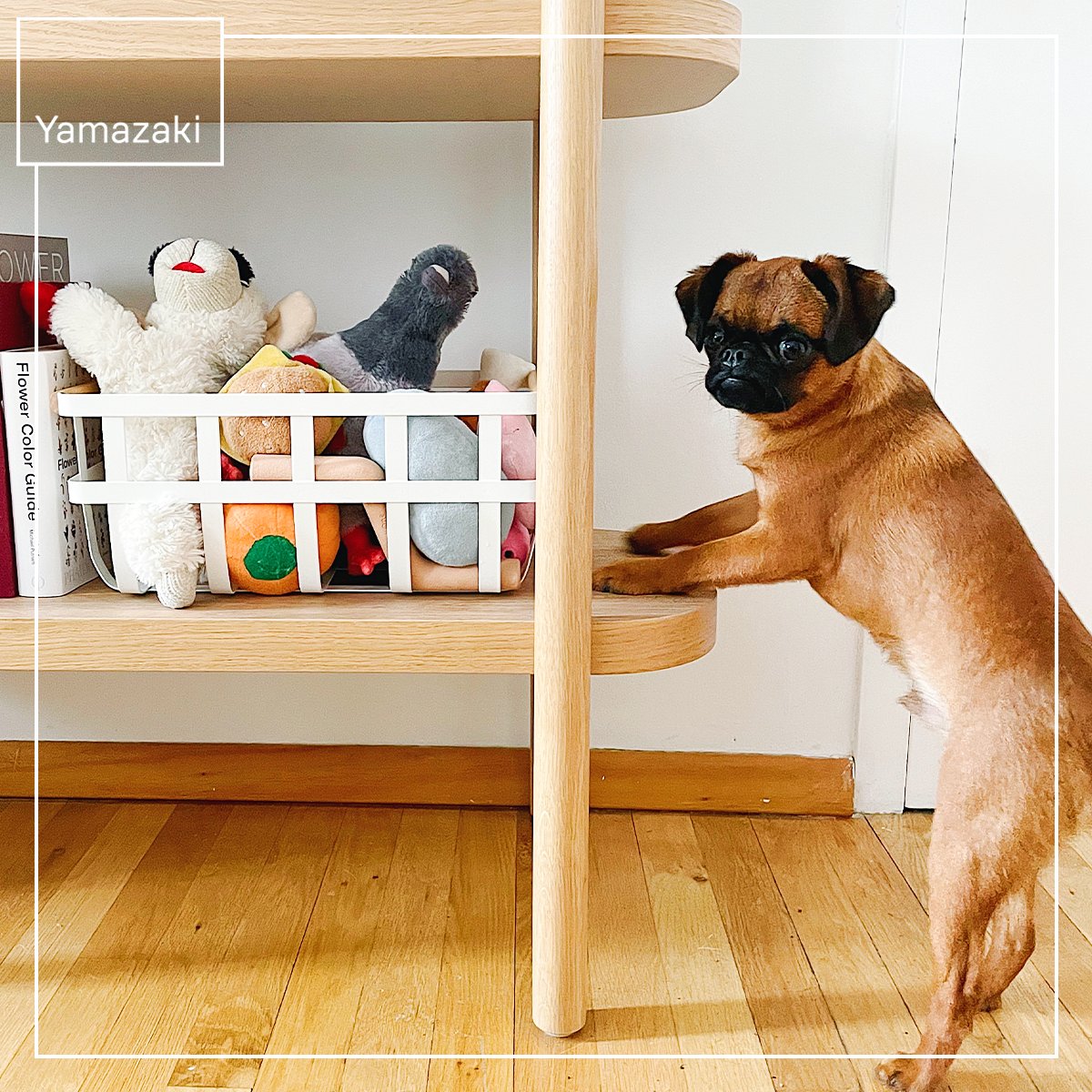 yamazakihome's tweet photo. The face you make when it's playtime, but your toys look too good stored away in a Yamazaki storage basket. 🤪

Photo by: @spritzthegriff
TOSCA Storage Basket - Steel + Wood

#yamazakihome #tosca #storagesolutions #homedecor #furryfriends #petstorage #organizedhome #apartment https://t.co/e9NC9iuexM