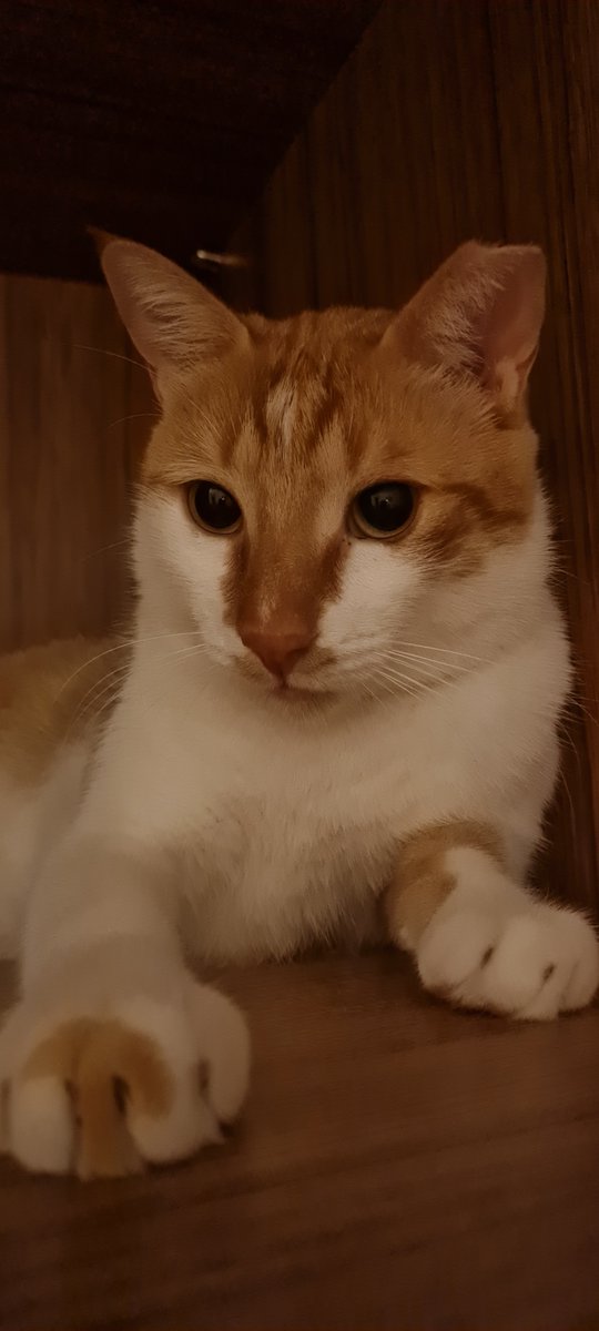 Handsome Tarçın...