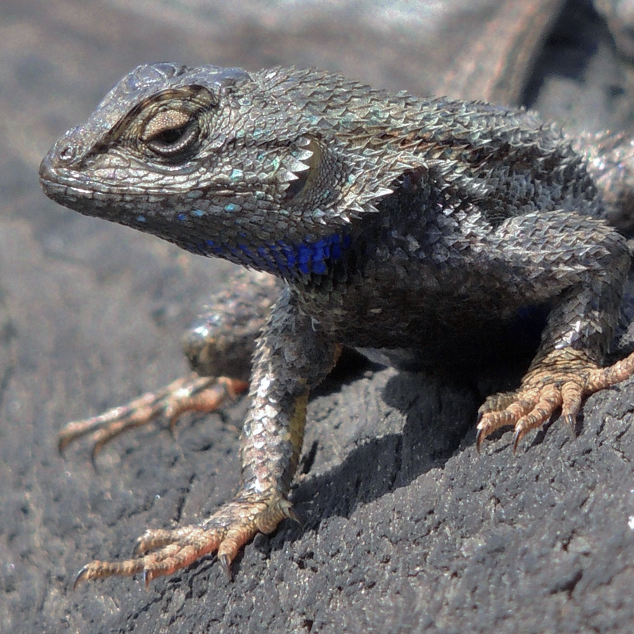 Bolsa Chica Conservancy On Twitter The Western Fence Lizard Is A bolsa-chica-conservancy-on-twitter-the-western-fence-lizard-is-a