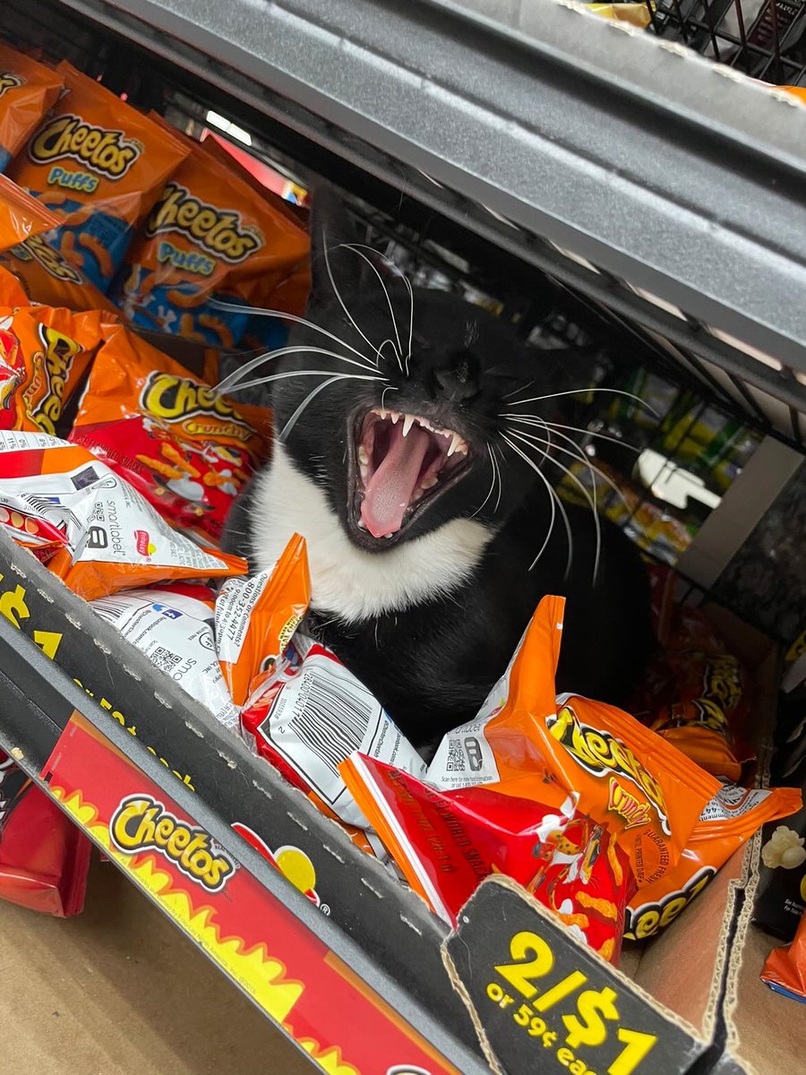 Bodegacats_'s tweet photo. https://t.co/8NLMYroAY3