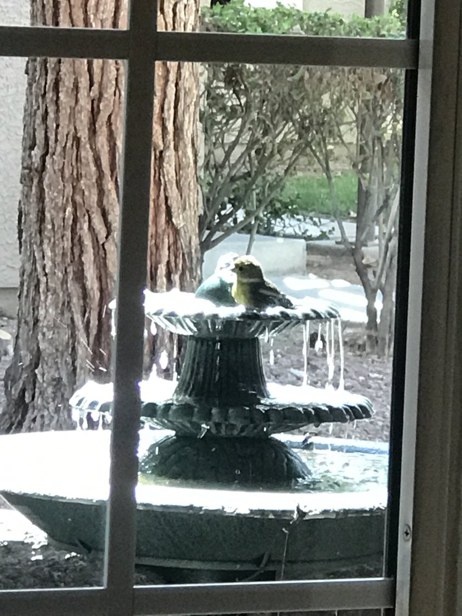 rddewing1's tweet photo. Little Lesser GoldFinch enjoyed a nice bath.  Cleaned the bird bath last night so water very clean. https://t.co/zU39u2zC2f