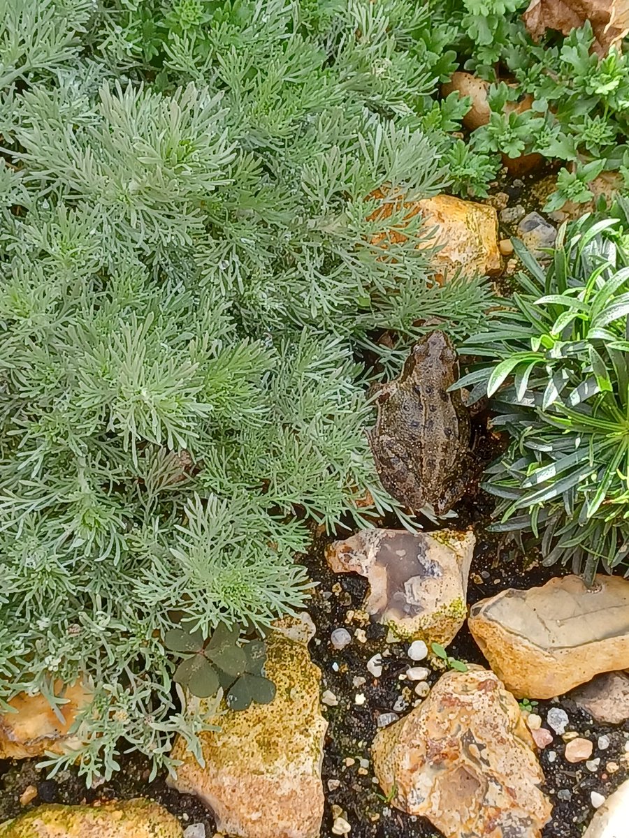 Loretta Livingstone tweet media