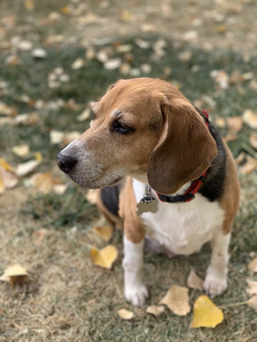 Monte Copper Beagle tweet media