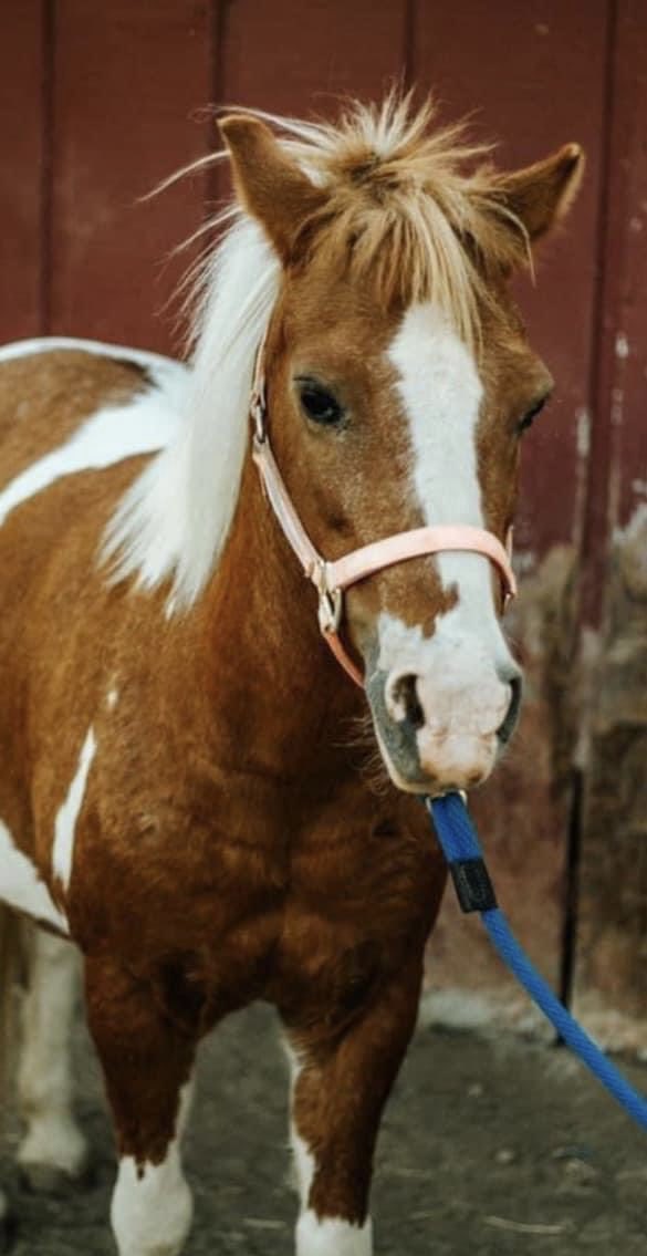 madisoncambria's tweet photo. My little sisters pony was stolen from Robertson Stables in Bakersfield on 9/25. We are offering a $5000 reward for the safe return of Razzle, no questions asked. Please share so this can reach the right person 💔 https://t.co/27xfRIWnt6