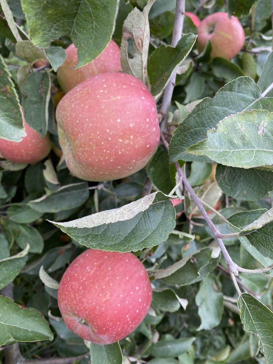 CiderFire's tweet photo. There are so many varieties that we are picking! #Appletastingevent so excited for everyone that had turned out over the weekend! With over 86 varieties of #rareapples Now we are picking 100 varieties for #Thankgivingweekend https://t.co/XA0GW7NMdR