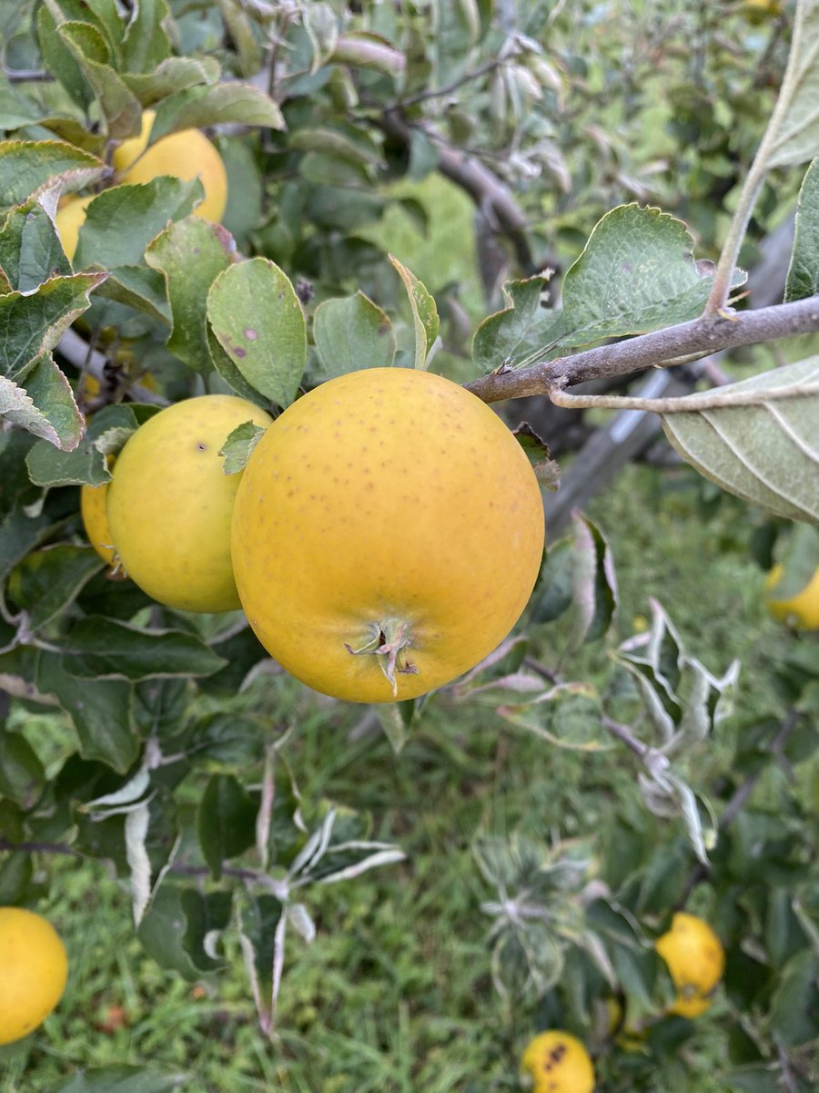 CiderFire's tweet photo. There are so many varieties that we are picking! #Appletastingevent so excited for everyone that had turned out over the weekend! With over 86 varieties of #rareapples Now we are picking 100 varieties for #Thankgivingweekend https://t.co/XA0GW7NMdR