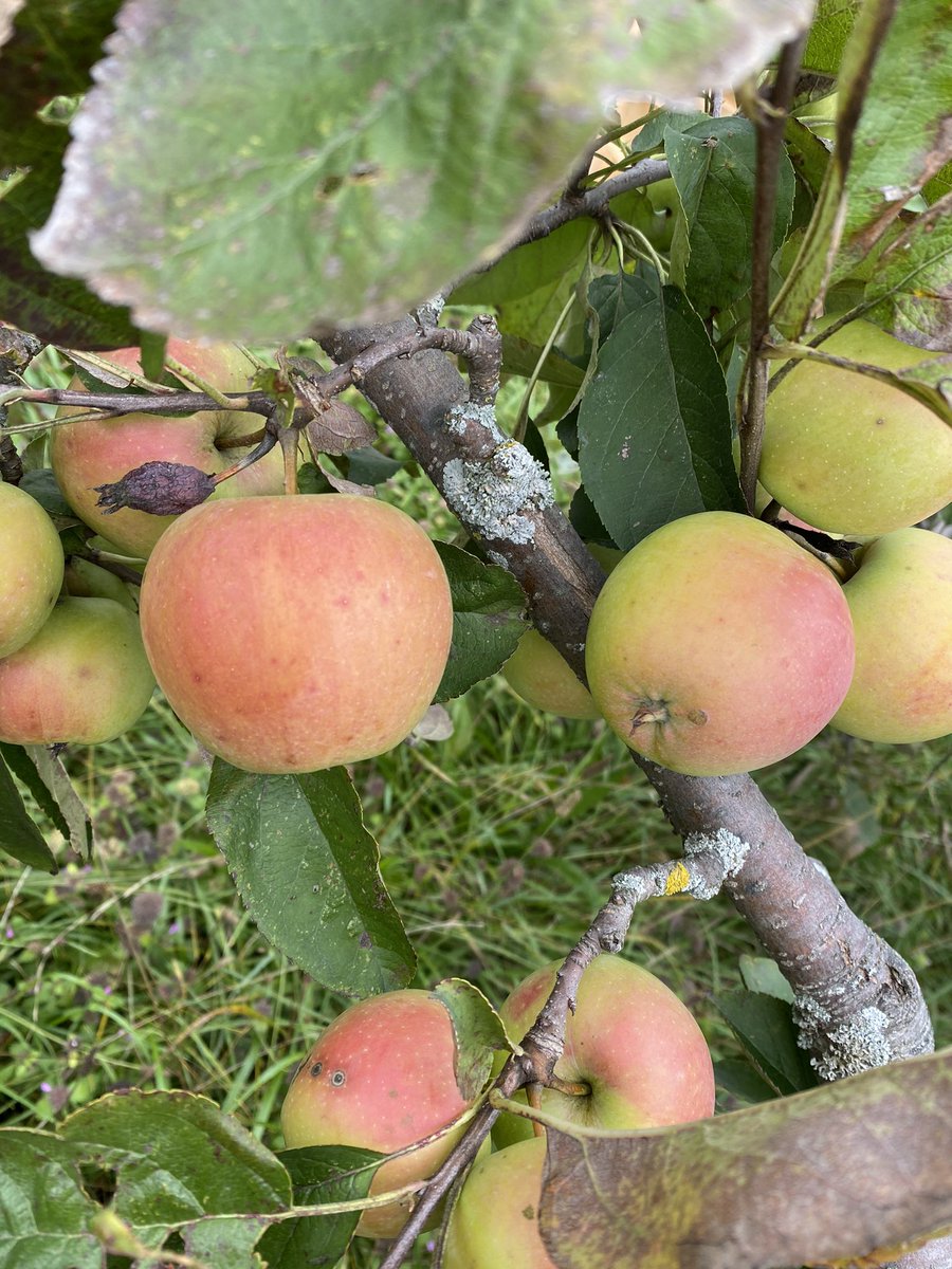 CiderFire's tweet photo. There are so many varieties that we are picking! #Appletastingevent so excited for everyone that had turned out over the weekend! With over 86 varieties of #rareapples Now we are picking 100 varieties for #Thankgivingweekend https://t.co/XA0GW7NMdR