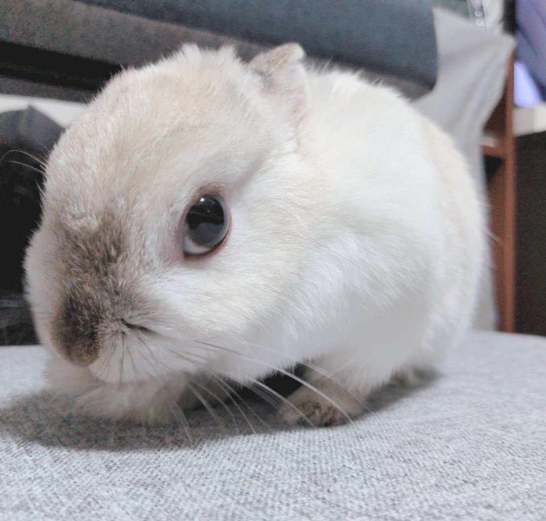 Rb628Mpuchi's tweet photo. #全日本ガン飛ばすうさぎ選手権
#うさぎのいる生活 https://t.co/hy1zksORgM