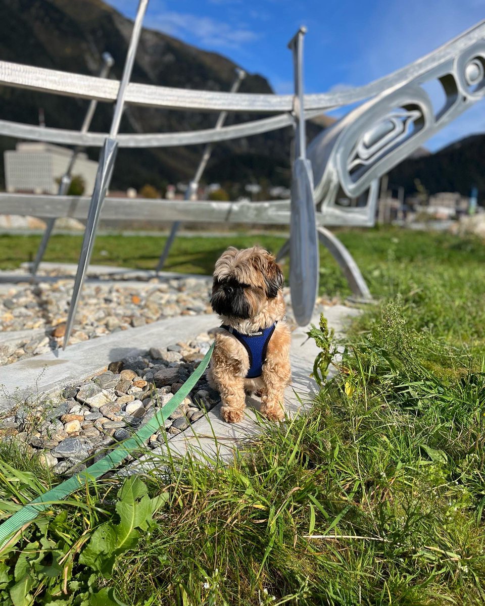 kitchenistakate's tweet photo. Sunshine sniffari with Hamish. 

#dogwalk #SundayFunday #sunshine https://t.co/exSLuT9D2u